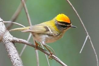 Vuurgoudhaan - Regulus ignicapilla Vuurgoudhaan - Regulus ignicapilla